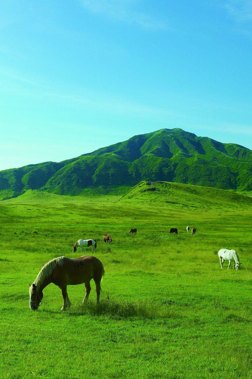 From Fukuoka: Private Customized Nature Tour of Kumamoto - Inclusions and Exclusions