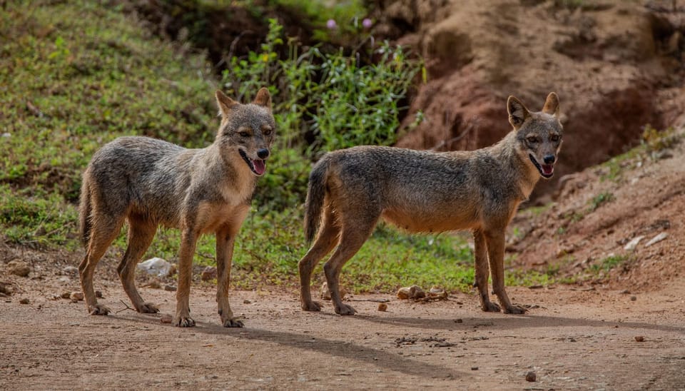 From Hambantota: Lunugamvehera National Park Wild Safari - Itinerary and Logistics