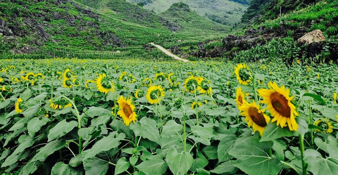 From Hanoi : Ha Giang Loop 3D2N Hong Hao - Pickup and Arrival