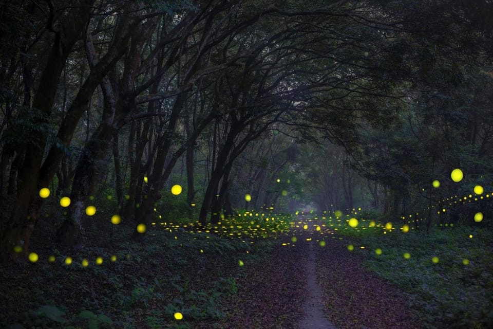 From Hanoi: Visit Cuc Phuong National Park & Admire Firefly - Inclusions