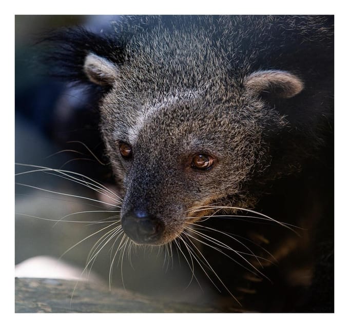 From Hanoi: Watching Wild Animals In Cuc Phuong Forest - Meals Included