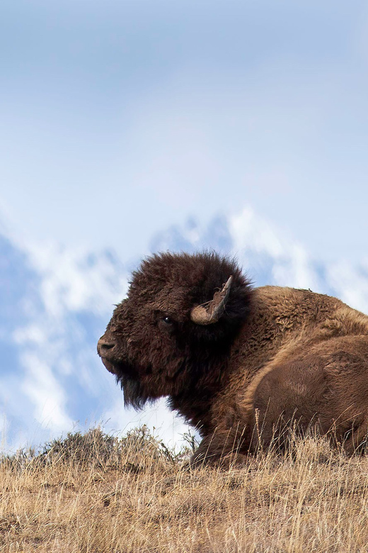 From Jackson: Grand Teton Sunset and Sightseeing Tour - Wildlife Viewing Opportunities