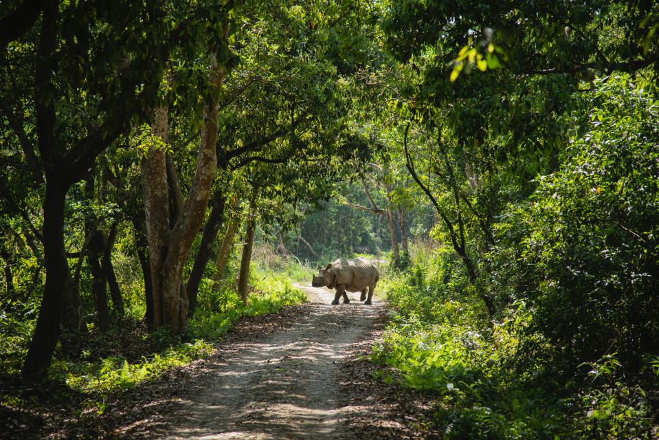 From Kathmandu/Pokhara: Private 3-Day Chitwan Safari Tour - Wildlife Encounters