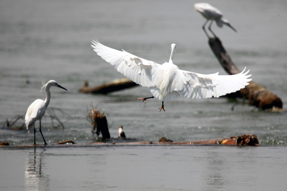 From Kathmandu: Trishuli River Rafting With Chitwan Tour - Chitwan National Park Highlights