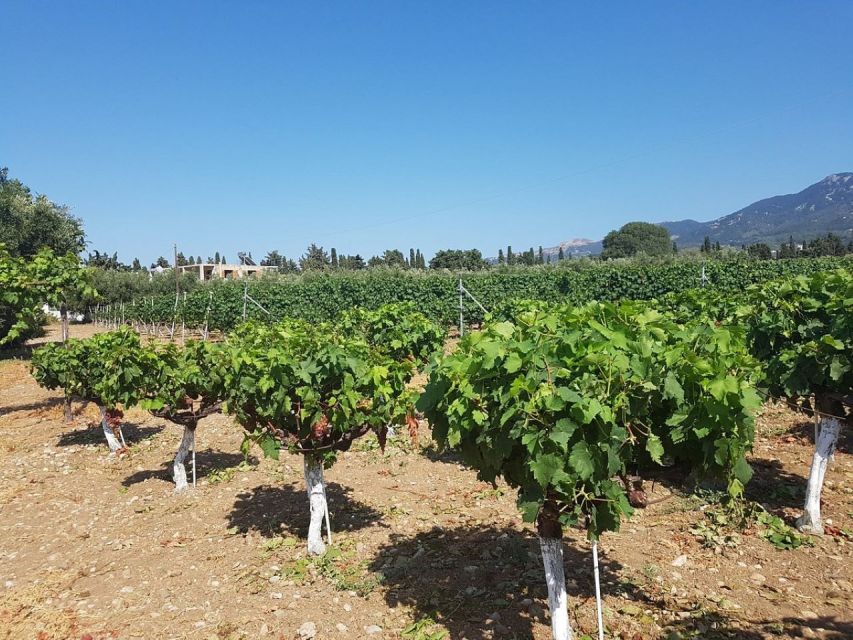 From Kos: Tour of 2 Wineries With Wine Tasting & Small Bites - Winery Visit: Xatziemmanuil