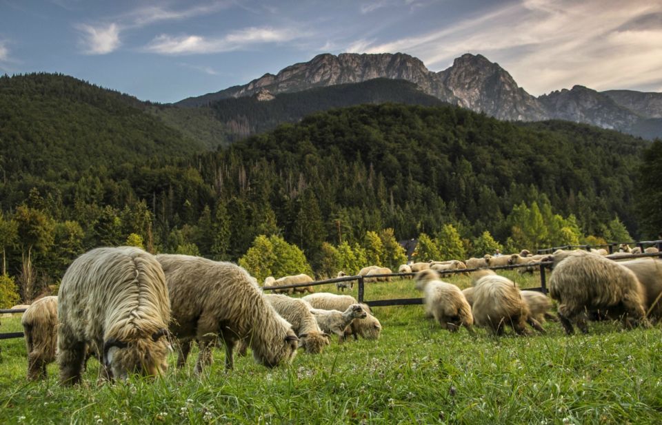 From Krakow: Zakopane & Hot Thermal Springs Private Tour - Experience and Activities