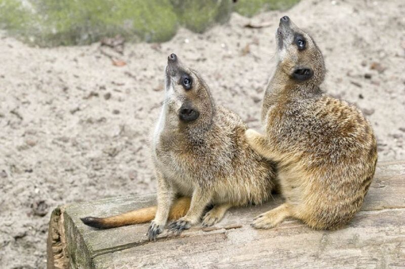 From Krakow: Zoo Trip With Transfer - Itinerary Details