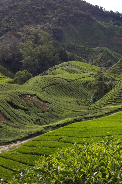 From Kuala Lumpur: Cameron Highlands Day Tour With Lunch - Pickup Information