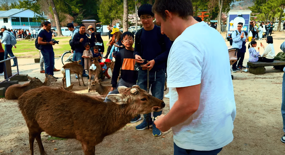 From Kyoto/Osaka: Nara Sightseeing Private Day Tour - Main Attractions