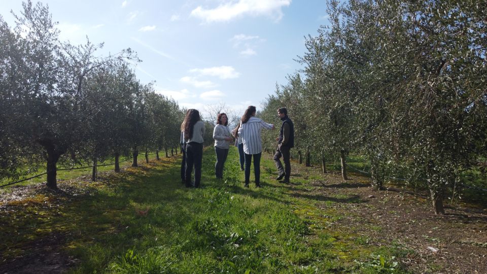 From La Rioja: Tour Olive Groves and Mill With Tasting - Location and Meeting Point