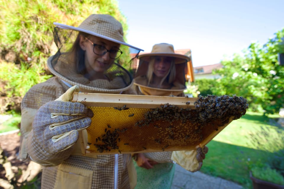 From Ljubljana: All About Bees - Highlights of the Day