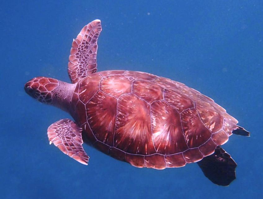 From Mindelo: São Vicentes Enchanting Sea Turtle Snorkeling - Transportation and Logistics