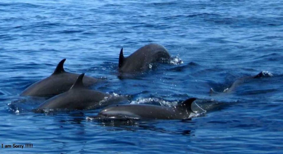 From Mirissa: Exclusive Whales & Dolphins Watching Tour - Transportation and Inclusions