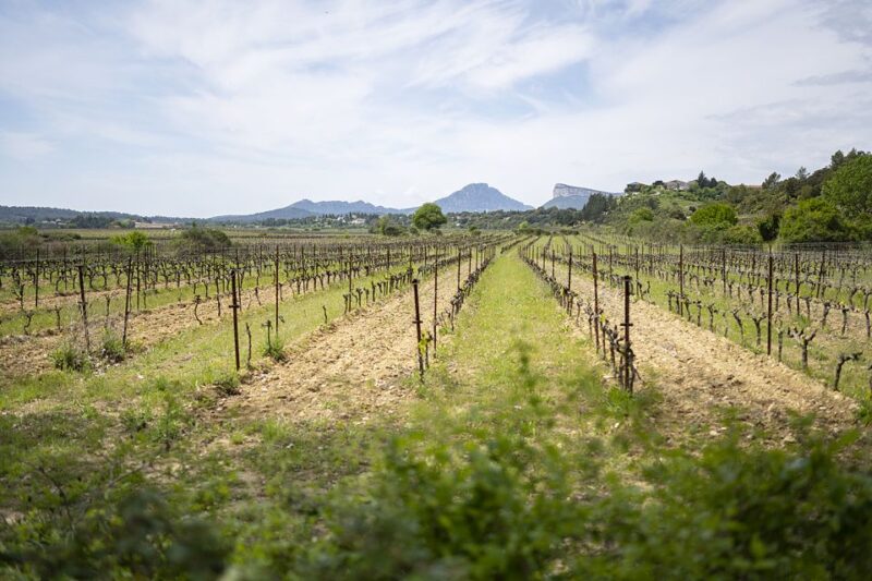 From Montpellier: Half-Day Vineyard & Pic Saint-Loup Tour - Experience Highlights