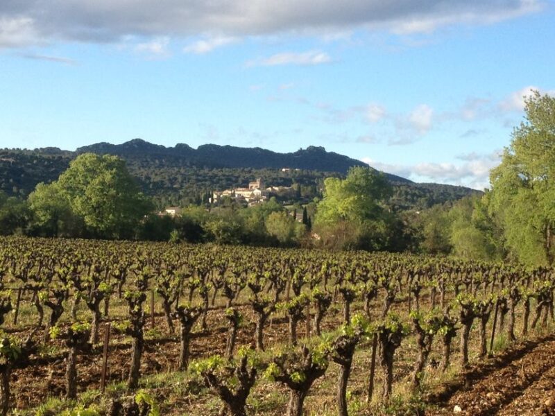 From Montpellier: Pic Saint-Loup Wine and Food Tour - Participant Information