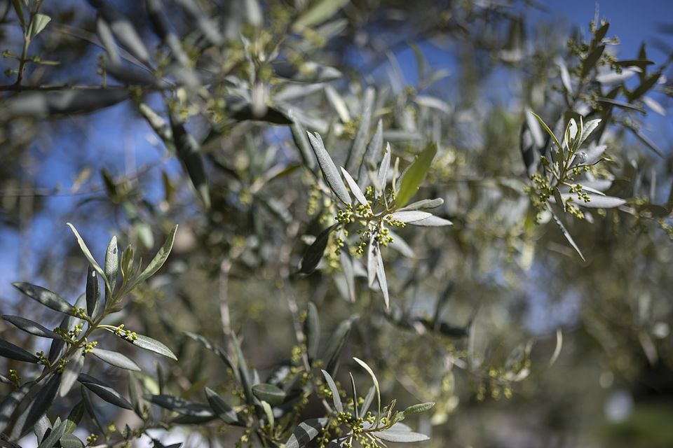 From Montpellier: Wine and Olive Tour - Highlights of the Tour