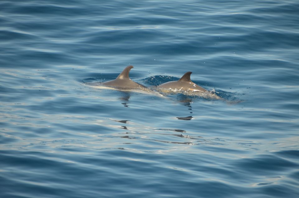 From Morro Jable: Dolphin and Whale Watching by Speedboat - Tour Duration and Price