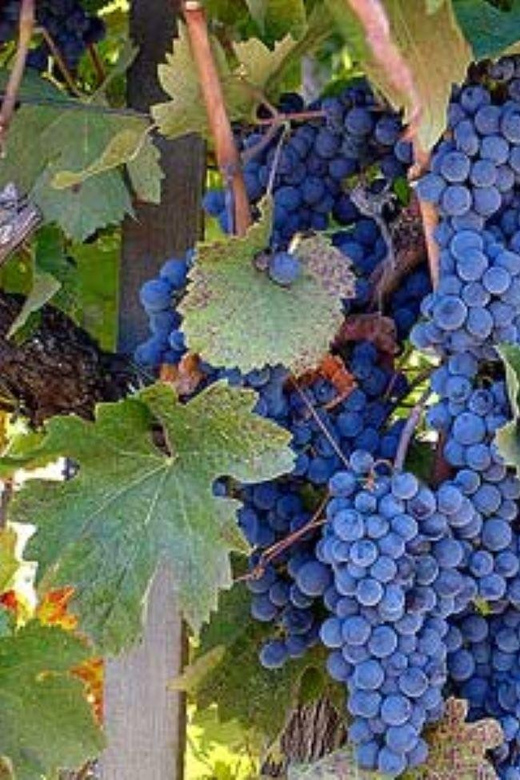 From Napa: St. Helena Wine Tour With Tastings - Inclusions of the Tour