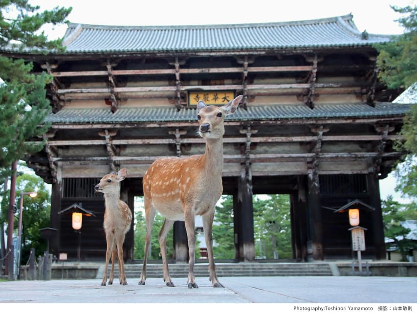 From Nara:Half-Day Bus Tour to UNESCO Heritage&Mt. Wakakusa - Meeting Points