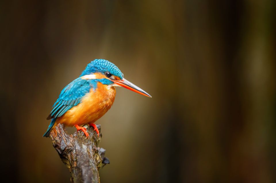 From Negombo: Bentota Full-Day Tour - Madu River Boat Safari