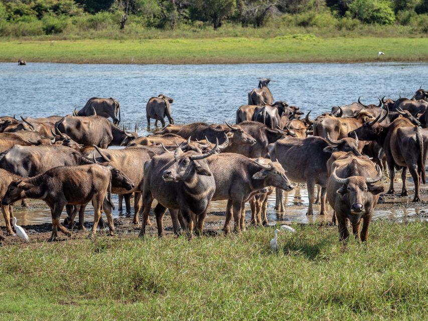 From Negombo: Minneriya National Park Safari Tour - Wildlife Experience