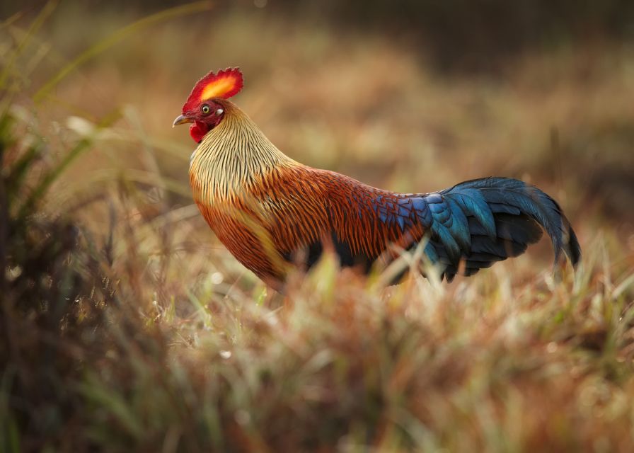 From Negombo: Wilpattu National Park Safari Guided Day Tour - Inclusions and Exclusions