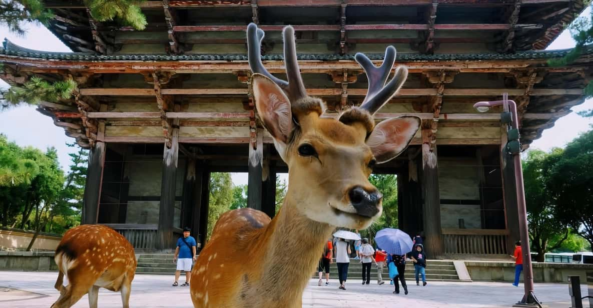 From Osaka to Kyoto and Nara Day Tour With Deer Sightings - Wildlife Experience