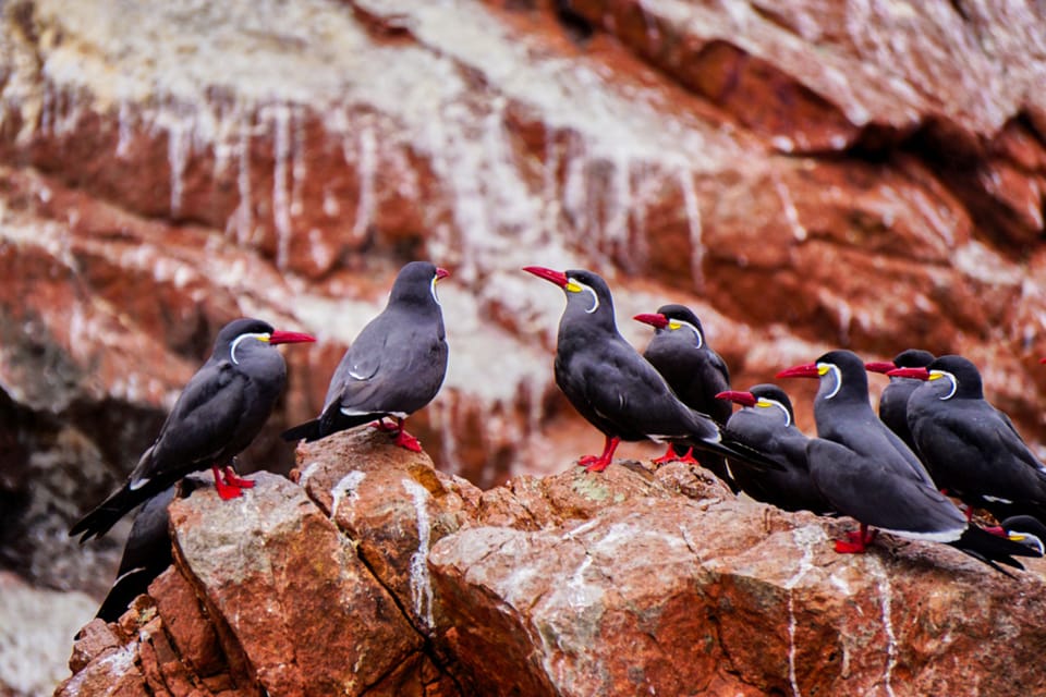 From Paracas: Ballestas Islands Guided Boat Tour - Wildlife Encounters