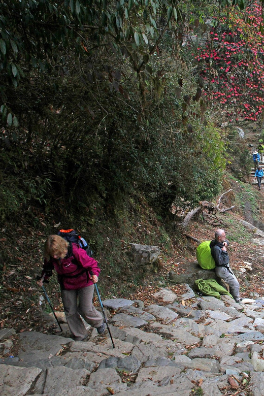 From Pokhara: 2 Days Short Poonhill Trek - Inclusions and Logistics