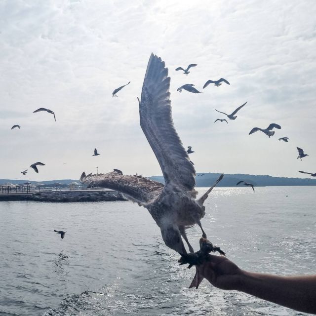 From Poreč: Boat Day Trip to Rovinj With Fish Lunch - Itinerary and Activities