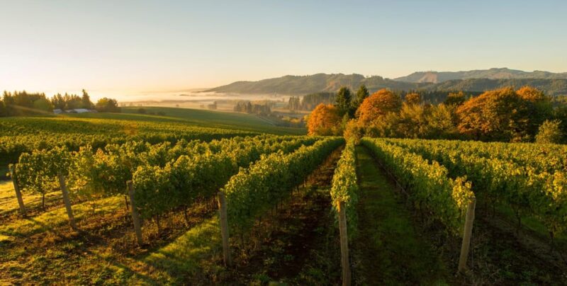 From Portland: Willamette Valley Wine Tasting Tour - Wine and Viticulture Experience