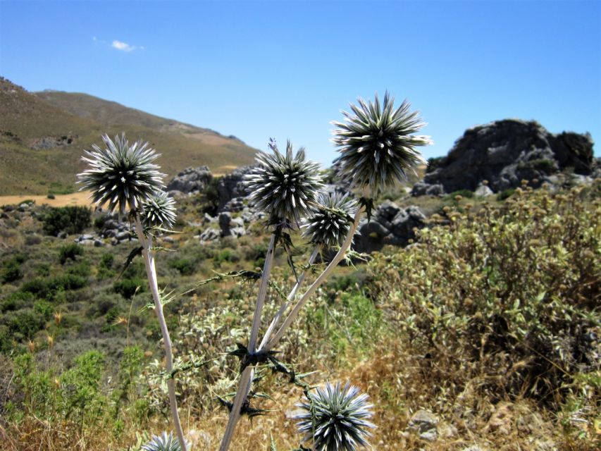 From Rethymno: Preveli Palm Forest Hike and Beach Day Trip - Highlights of the Trip