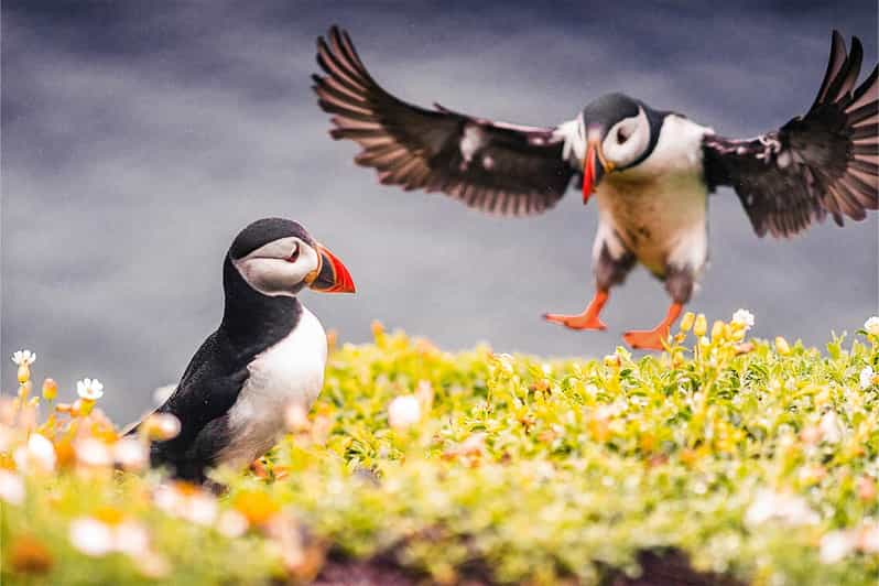 From Reykjavik: Puffin and Volcano Tour in Westman Islands - Scenic Ferry Ride