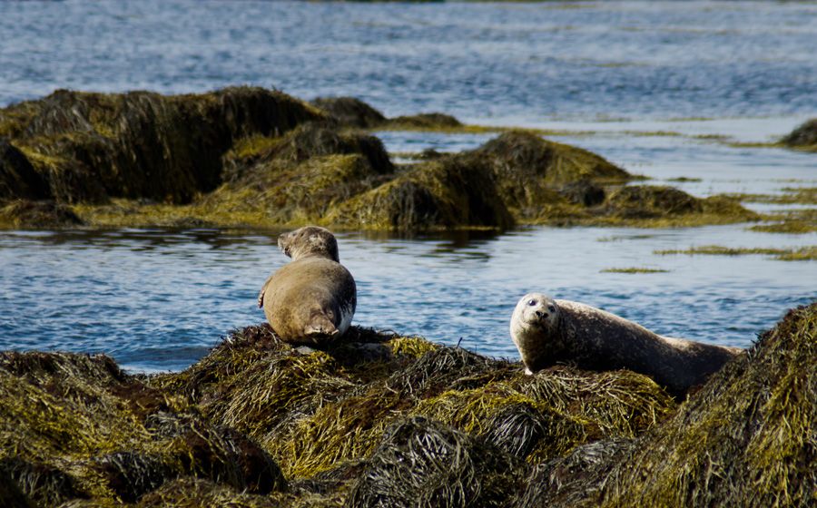 From Reykjavik: Snaefellsnes National Park - Small Group - Booking Information