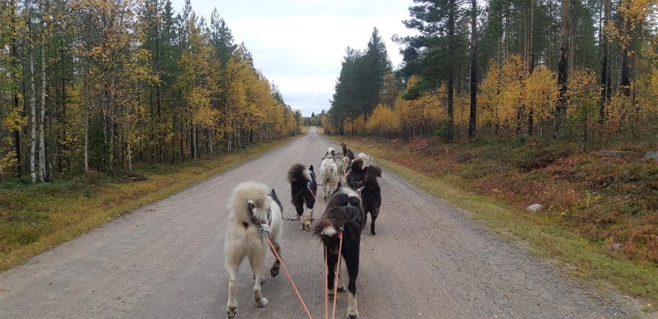 From Rovaniemi: Autumn Husky Safari Adventure - Key Tour Information