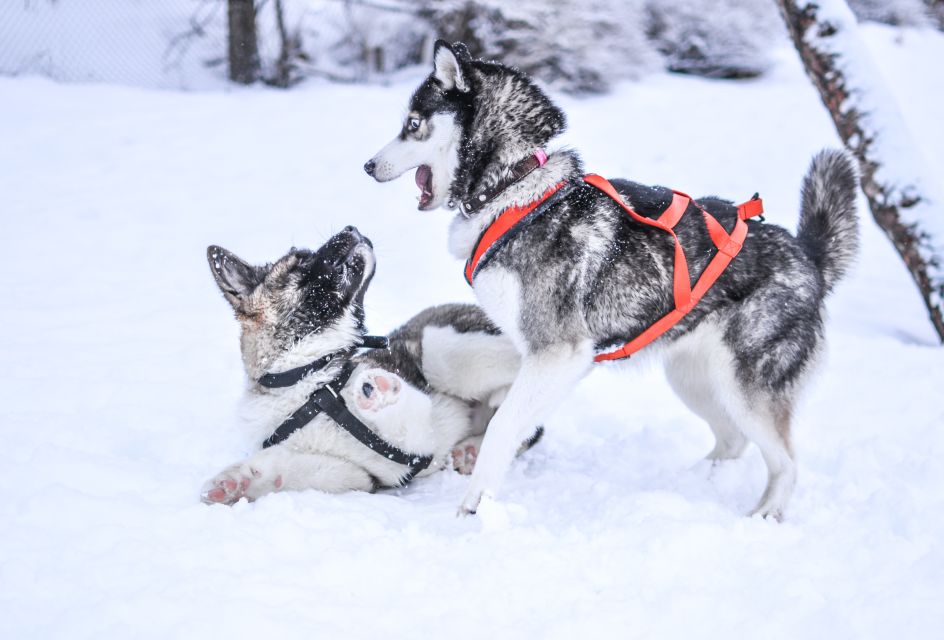 From Rovaniemi: Self-Driven 10km Husky Sled Ride - Inclusions and Additional Services