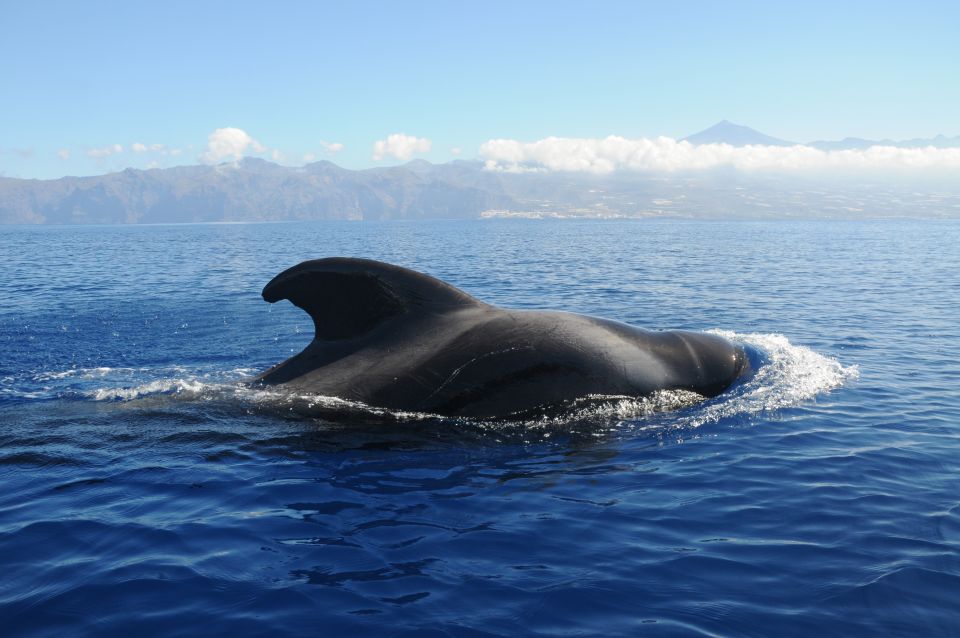 From San Juan Beach : Marine Life Cruise - Cruise Details