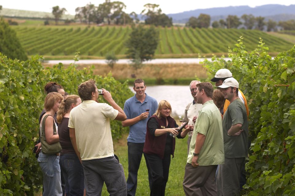 From San Sebastian/Bilbao/Vitoria: Rioja Wine Tour W/ Lunch - Inclusions and Accessibility