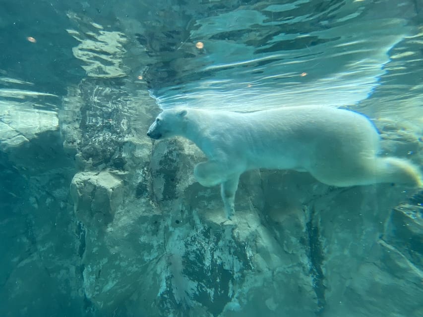 From Sapporo:Famous Asahiyama Zoo, Biei, Furano Forest - Exploring Bieis Blue Pond