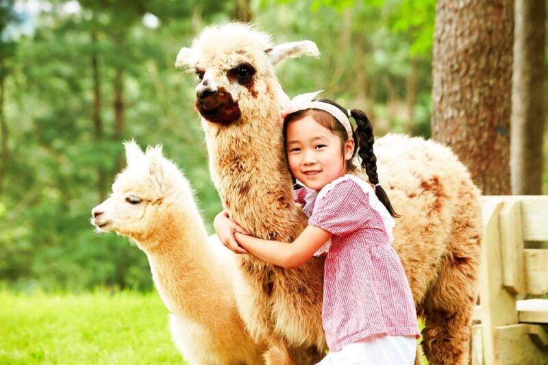From Seoul: Mt. Samak-Cable Car/Nami/Alpaca(+Rail Bike) Tour - Transportation Details