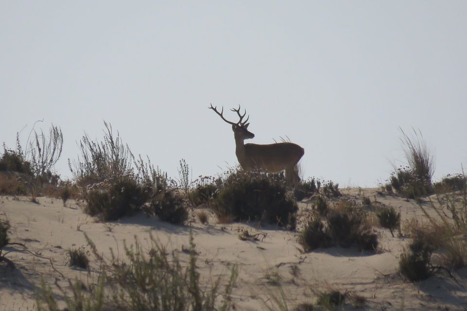 From Seville: Doñana National Park Day Trip - Itinerary Highlights