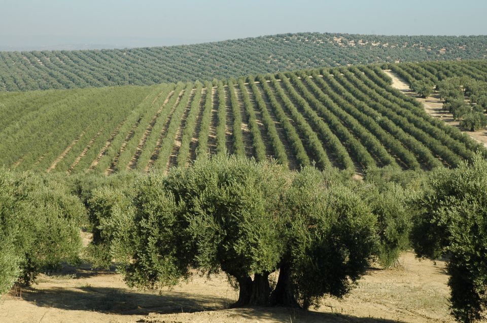 From Seville: Olive Oil Farm Tour - Tour Details