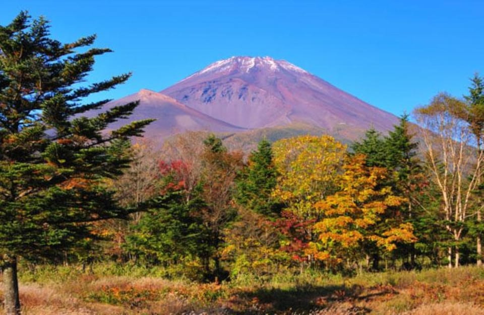 From Shinjuku : Mt. Fuji and Shine Muscat Picking 1day Tour - Important Information