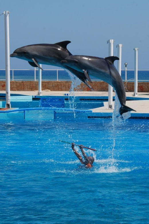 From Side: Dolphin and Seal Show Ticket With Hotel Transfers - Transportation Options