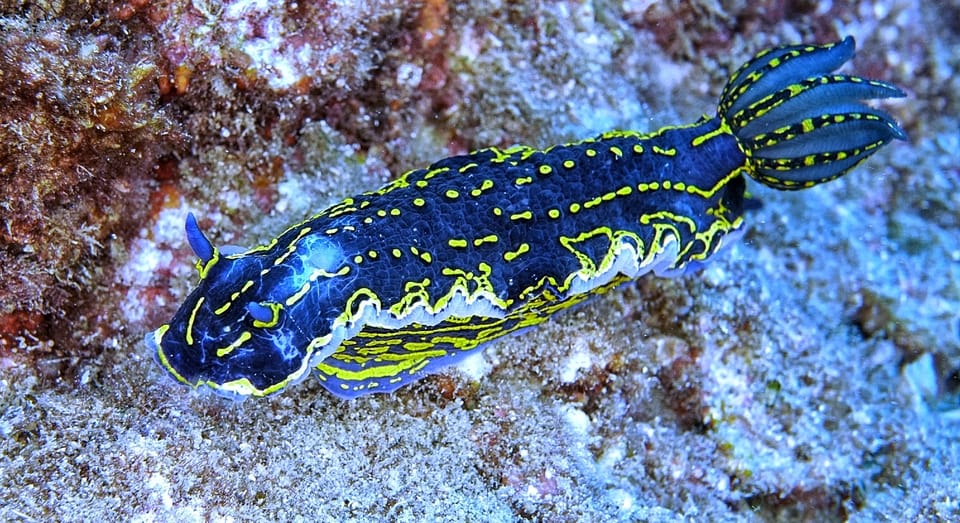 From Side: Guided Scuba Diving in Alanya W/ Lunch & Transfer - Inclusions