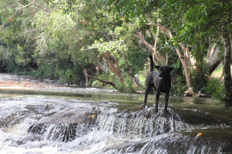 From Siem Reap: Phnom Kulen National Park Trekking Tour - Inclusions of the Tour