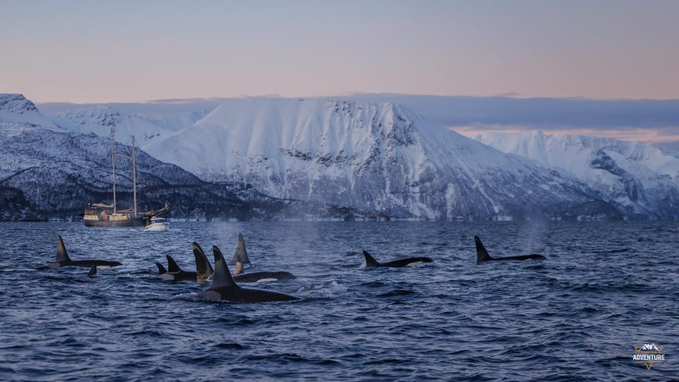 From Skjervøy: Whale Watching in a Heated Cabin Cruiser - What to Bring