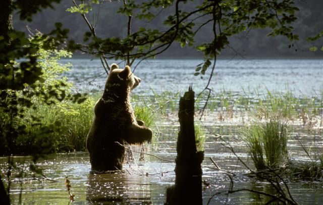 From Split or Trogir: Plitvice Lakes Private Tour - Natural Attractions