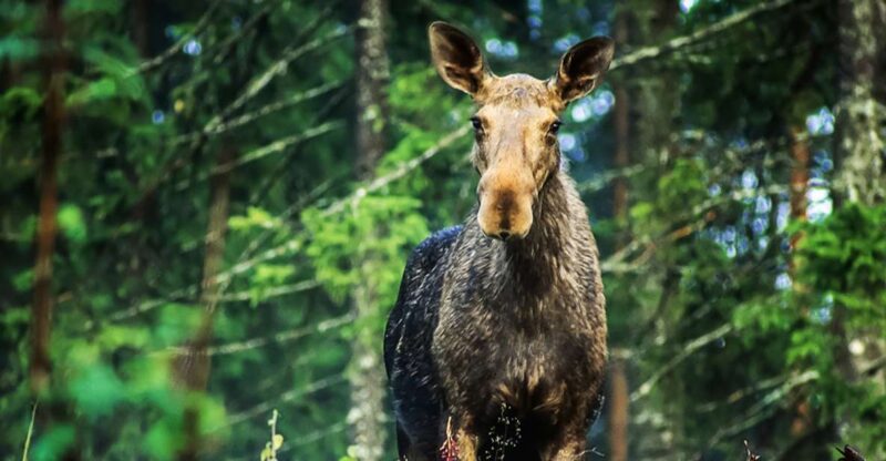 From Stockholm: Wildlife Safari With Campfire Dinner - Campfire Dinner Experience