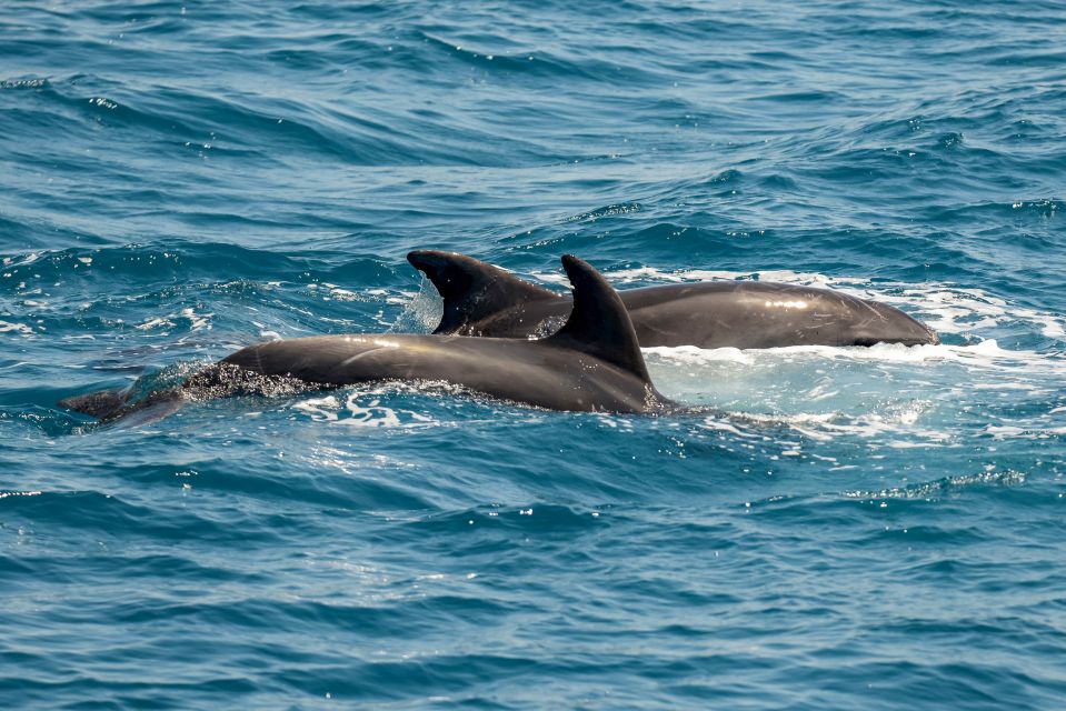 From the Port of Kos: Full Day Boat Cruise to 3 Islands - Pickup and Check-in